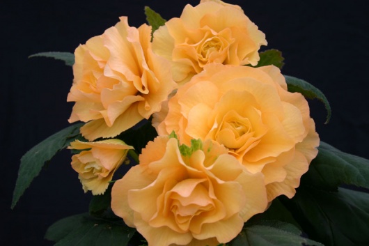 B. ‘Nell Gwynne’